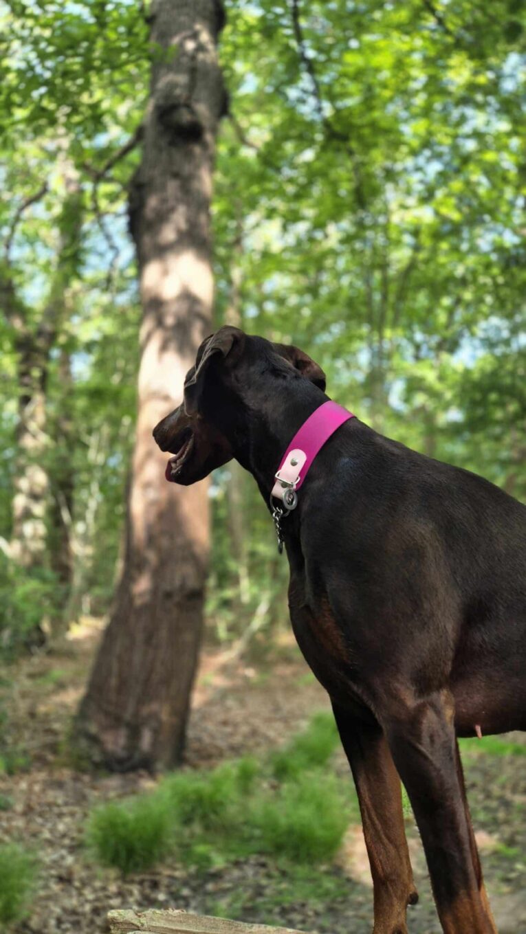 Black dog wearing a bright pink BioThane collar, standing alert in a woodland setting.