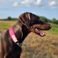 Chocolate Dobermann wearing a vibrant pink handmade BioThane dog collar in a sunny countryside field.