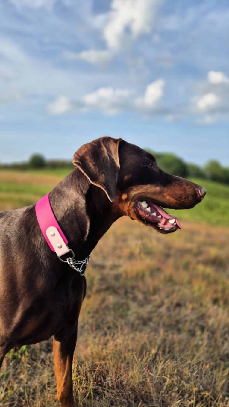 Chocolate Dobermann wearing a vibrant pink handmade BioThane dog collar in a sunny countryside field.