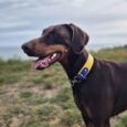 Doberman wearing a yellow and blue handmade BioThane dog collar, standing alert in a countryside field.