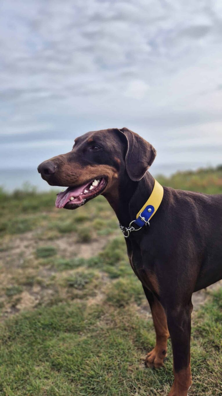 Doberman wearing a yellow and blue handmade BioThane dog collar, standing alert in a countryside field.