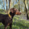 Chocolate Labrador wearing yellow BioThane collar stands alert in bluebell woodland setting.