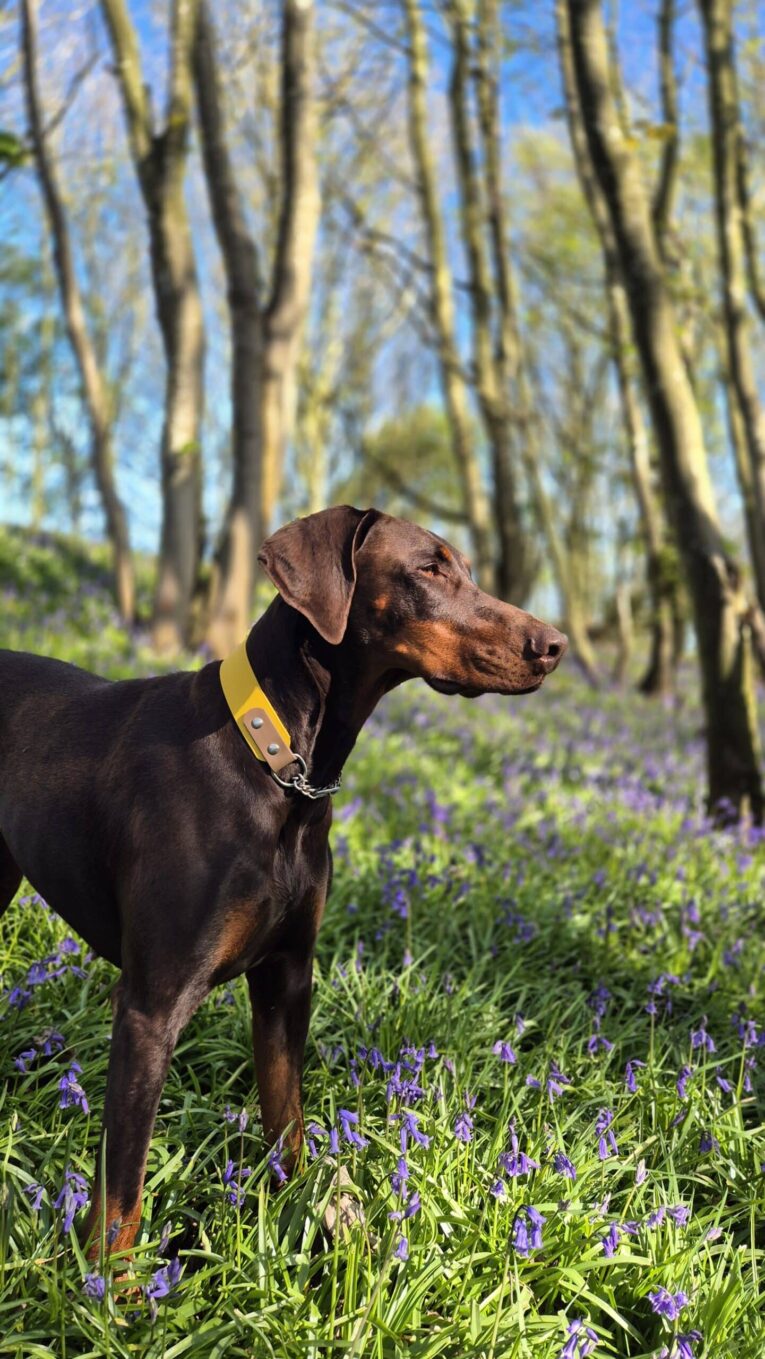 Chocolate Labrador wearing yellow BioThane collar stands alert in bluebell woodland setting.