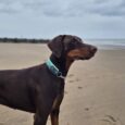 Chocolate Dobermann wearing a turquoise martingale collar on a sandy beach.