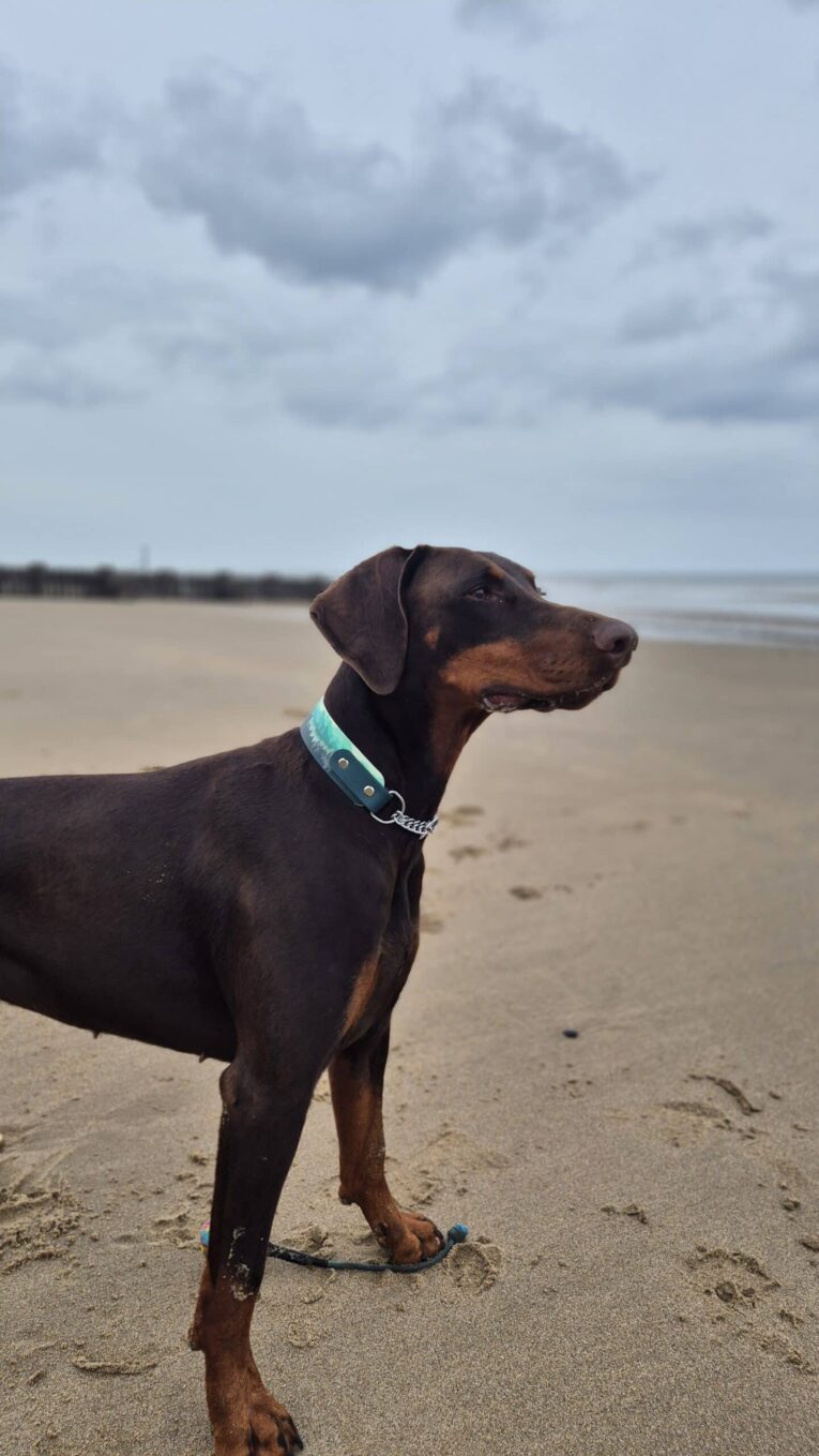 Chocolate Dobermann wearing a turquoise martingale collar on a sandy beach.