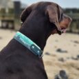 Chocolate brown dog wearing turquoise BioThane martingale collar on sandy beach, looking right.