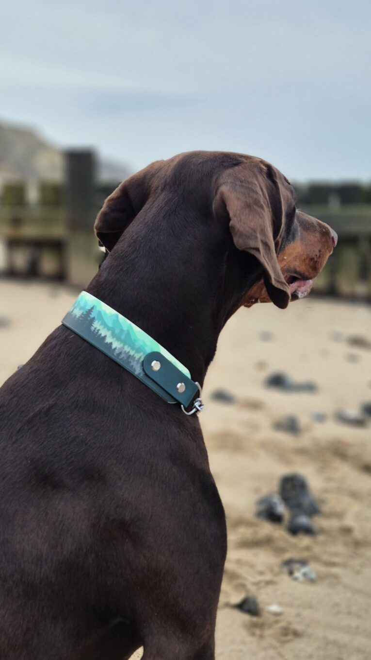 Chocolate brown dog wearing turquoise BioThane martingale collar on sandy beach, looking right.