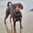 Doberman wearing a martingale collar on a beach, showcasing handmade BioThane dog collar design and quality.