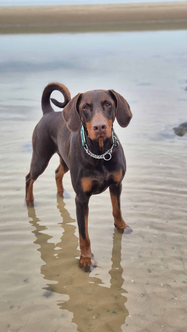 Doberman wearing a martingale collar on a beach, showcasing handmade BioThane dog collar design and quality.