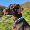 Chocolate brown Dobermann wearing a teal martingale collar outdoors in countryside setting.