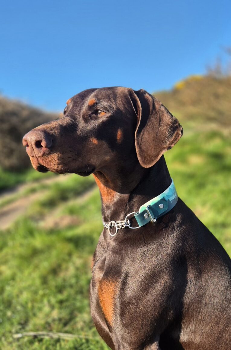 Chocolate brown Dobermann wearing a teal martingale collar outdoors in countryside setting.