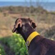 Dark brown dog wearing yellow BioThane martingale collar, gazing toward coastal landscape with sea and vegetation visible behind.