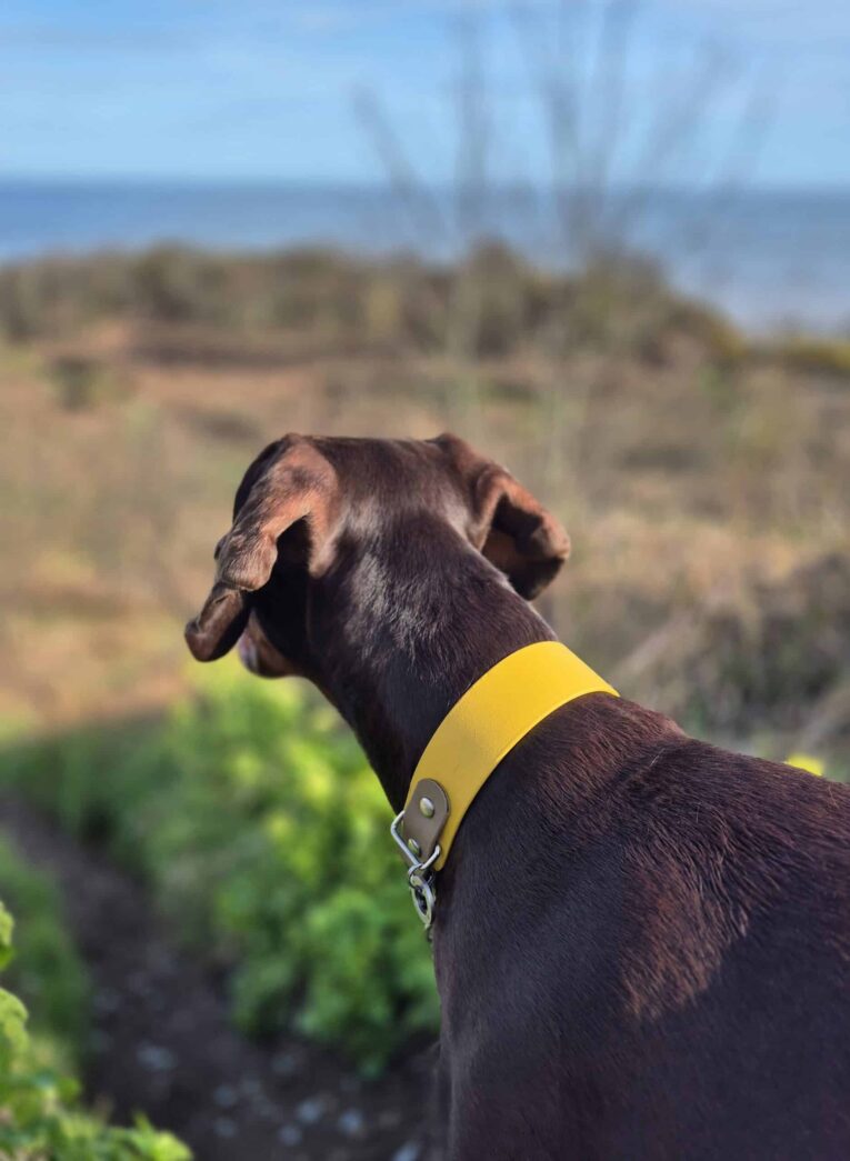 Dark brown dog wearing yellow BioThane martingale collar, gazing toward coastal landscape with sea and vegetation visible behind.