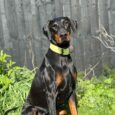 Black and tan Doberman wearing a bright yellow BioThane wide collar, sitting attentively outdoors.