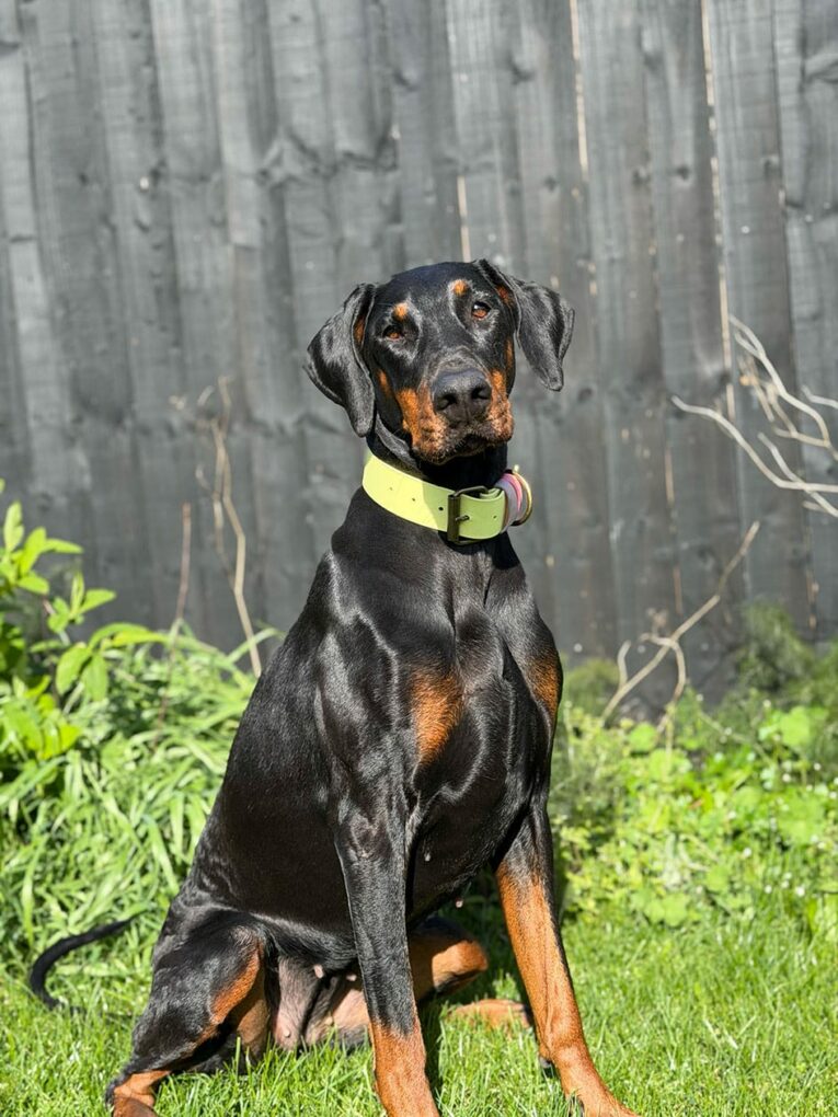 Black and tan Doberman wearing a bright yellow BioThane wide collar, sitting attentively outdoors.