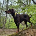 Sleek black Dobermann wearing a yellow BioThane collar, standing alert in a woodland setting.