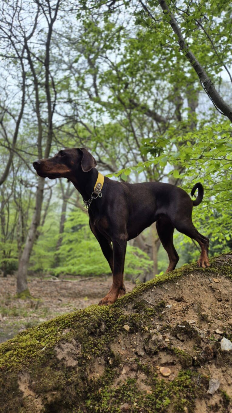 Sleek black Dobermann wearing a yellow BioThane collar, standing alert in a woodland setting.