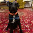 Black BioThane gundog collar with orange band and blue handle on black Labrador in home setting.