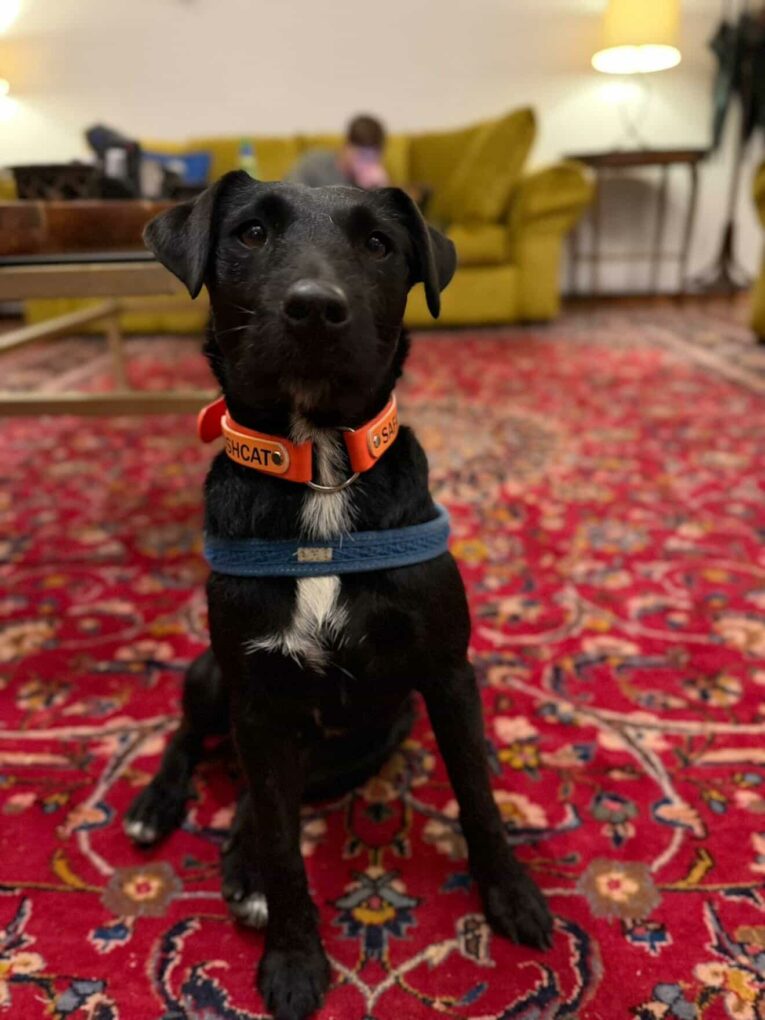 Black BioThane gundog collar with orange band and blue handle on black Labrador in home setting.