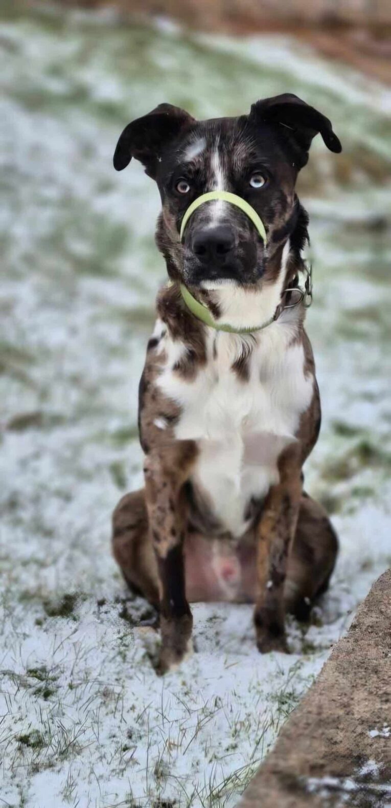 Black and white dog wearing a lime green BioThane head collar on a sandy beach.