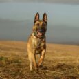 German Shepherd running towards camera across stubble field, wearing handmade BioThane dog collar with turquoise detail