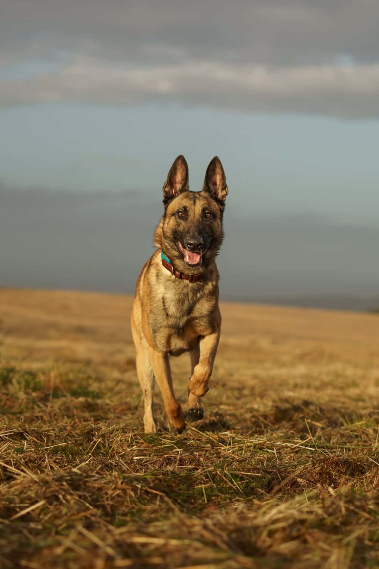 German Shepherd running towards camera across stubble field, wearing handmade BioThane dog collar with turquoise detail