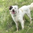 Happy dog wearing a green BioThane collar on grass, looking at camera with tongue out.