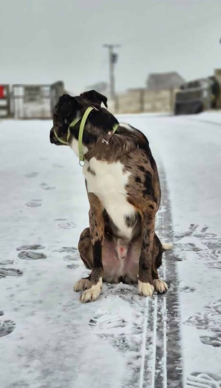 Brown and white dog wearing a yellow-green fig eight head collar on a wet beach.