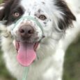 Happy dog wearing a green BioThane head collar with pink tongue out, looking at camera outdoors.