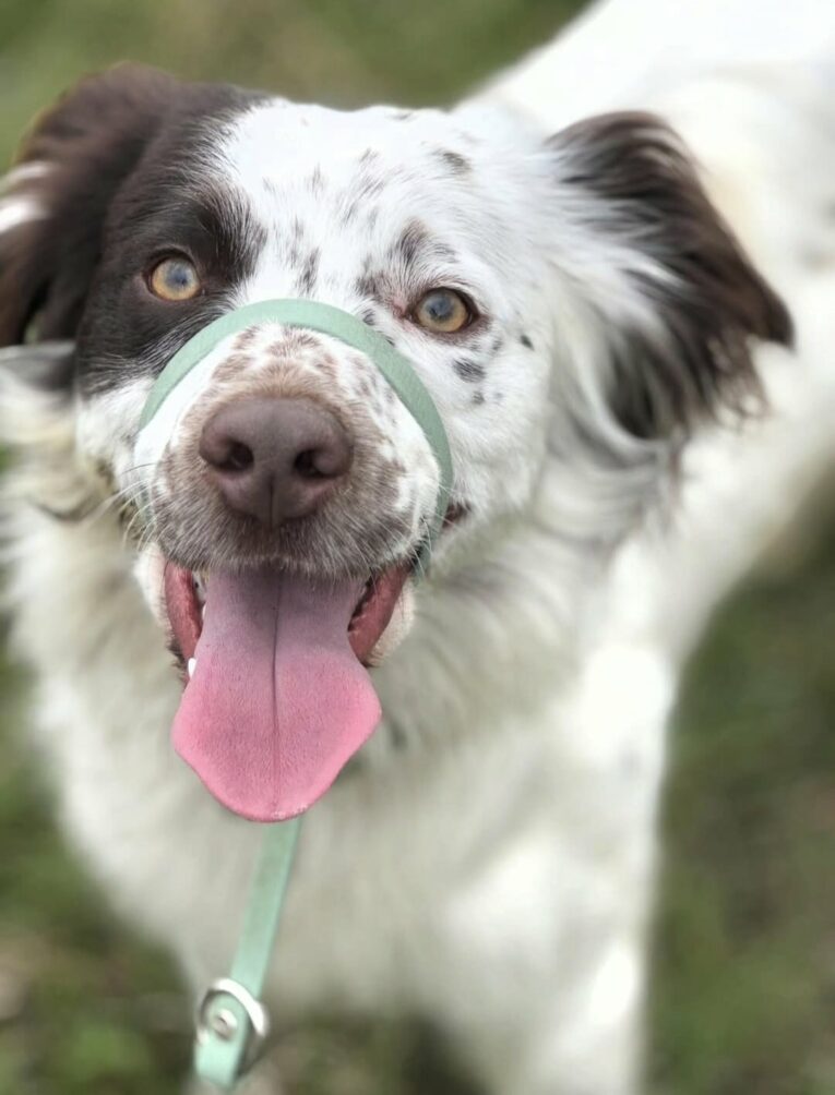 Happy dog wearing a green BioThane head collar with pink tongue out, looking at camera outdoors.