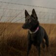 Black handmade BioThane dog collar with pink detail on alert hound in rural field setting.