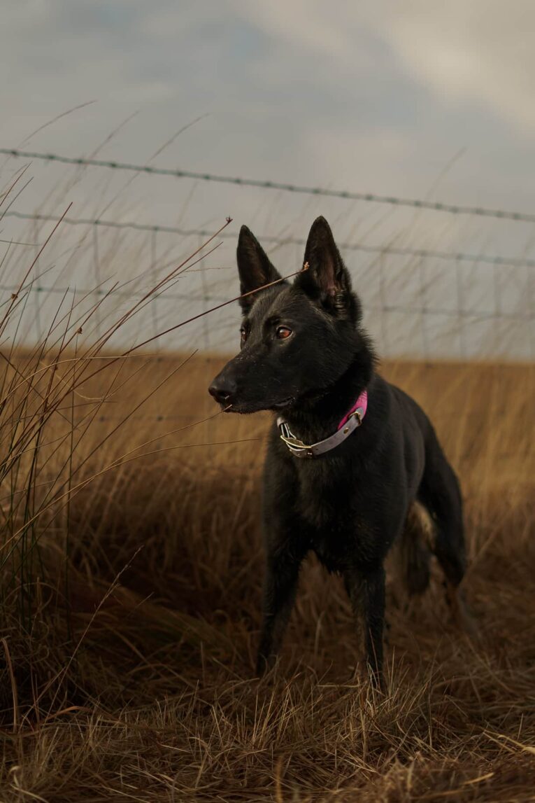 Black handmade BioThane dog collar with pink detail on alert hound in rural field setting.