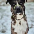 Black and white dog wearing a green waterproof head collar, sitting outdoors on snowy ground.