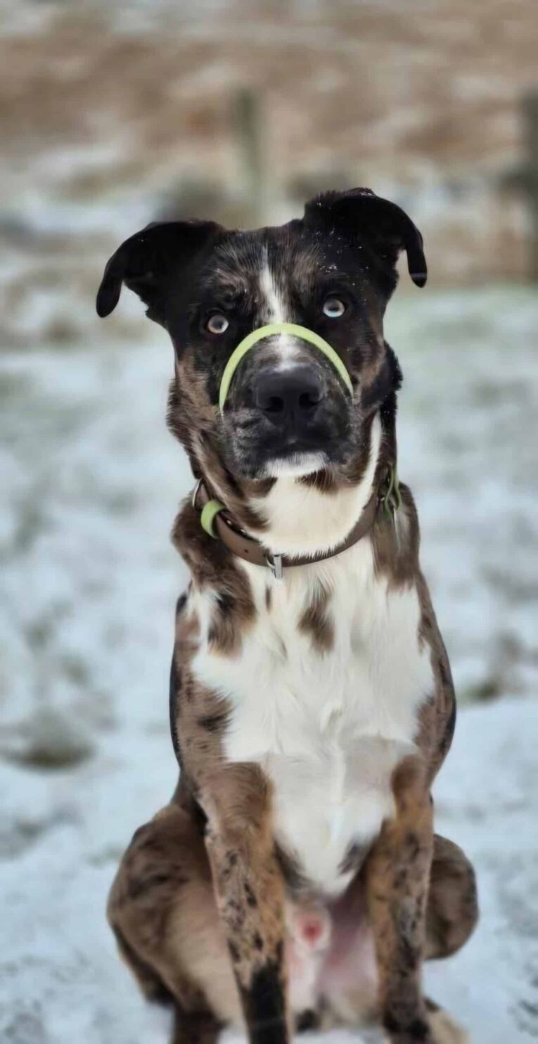 Black and white dog wearing a green waterproof head collar, sitting outdoors on snowy ground.