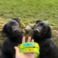 Two black Labradors wearing bright neon BioThane gundog collars labelled Rum and Bud