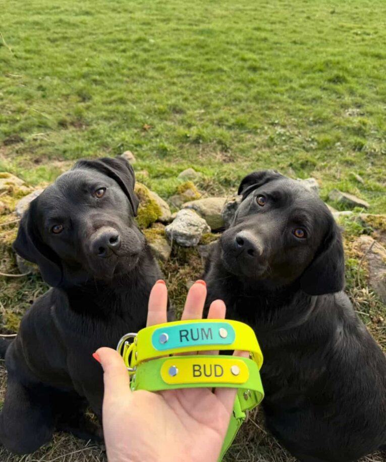 Two black Labradors wearing bright neon BioThane gundog collars labelled Rum and Bud
