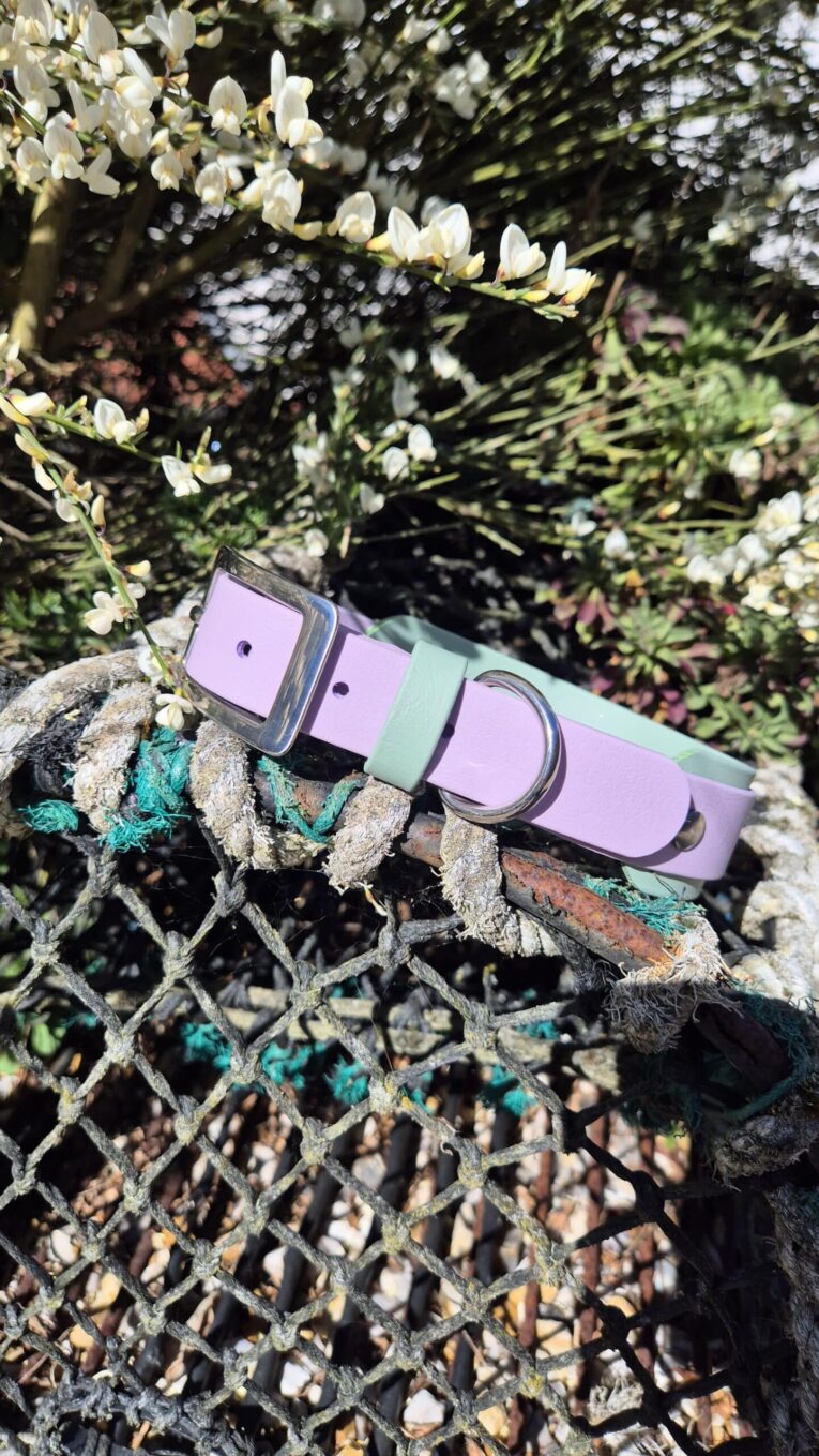 Lavender and mint double layered hound collar displayed on weathered rope with white flowers overhead.