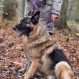 German Shepherd sitting on autumn leaves wearing a purple BioThane lead, held by handler in grey jacket.