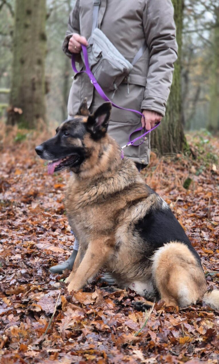German Shepherd sitting on autumn leaves wearing a purple BioThane lead, held by handler in grey jacket.