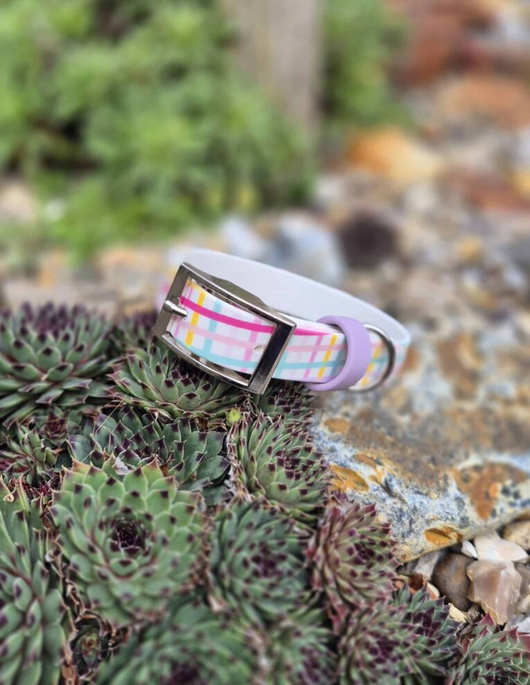 Colourful gingham BioThane dog collar with purple hardware, displayed on succulent plants in a garden setting.
