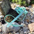 Turquoise polka dot dog lead with metal fittings, draped over weathered wood and stones in a garden setting.