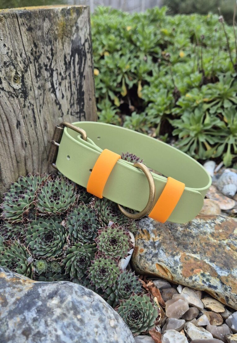 Green and orange handmade BioThane dog collar with rope handle, displayed in a sunny garden setting.