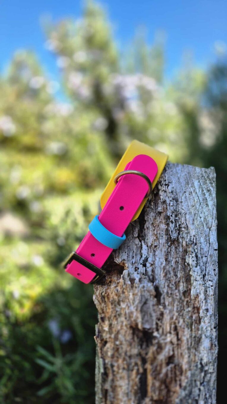 Vibrant pink and yellow handmade BioThane hound collar with blue band, positioned on weathered wood outdoors.