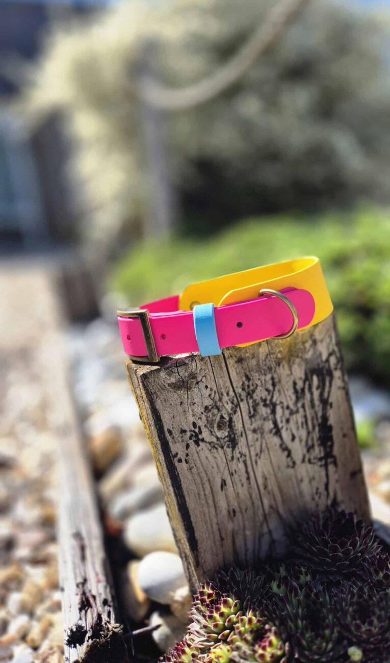 Bright pink and yellow handmade BioThane dog collar with blue detail on weathered wood post