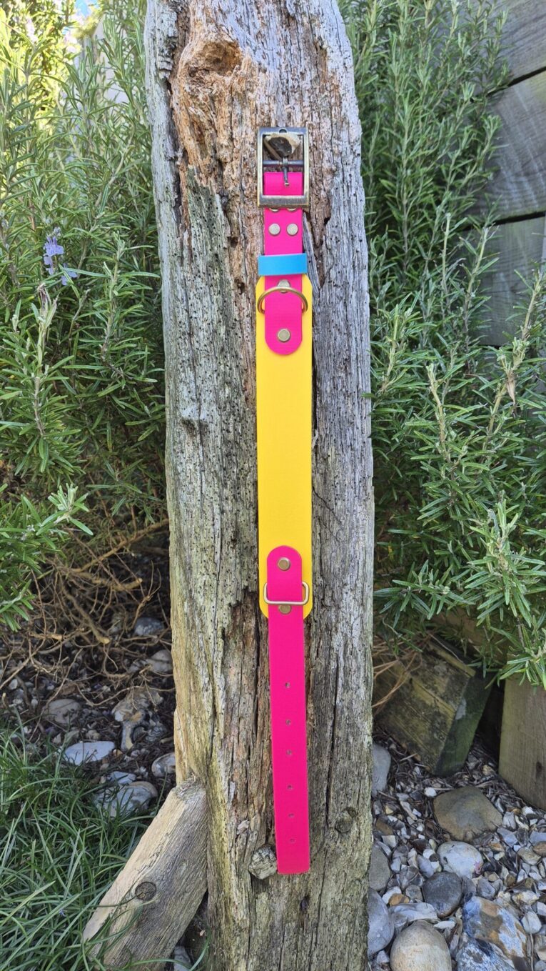 Vibrant handmade BioThane hound collar in pink, yellow and blue with metal hardware, displayed on weathered wood.