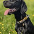 Black Labrador wearing a floral gundog collar, sitting in a sunny meadow with yellow flowers.
