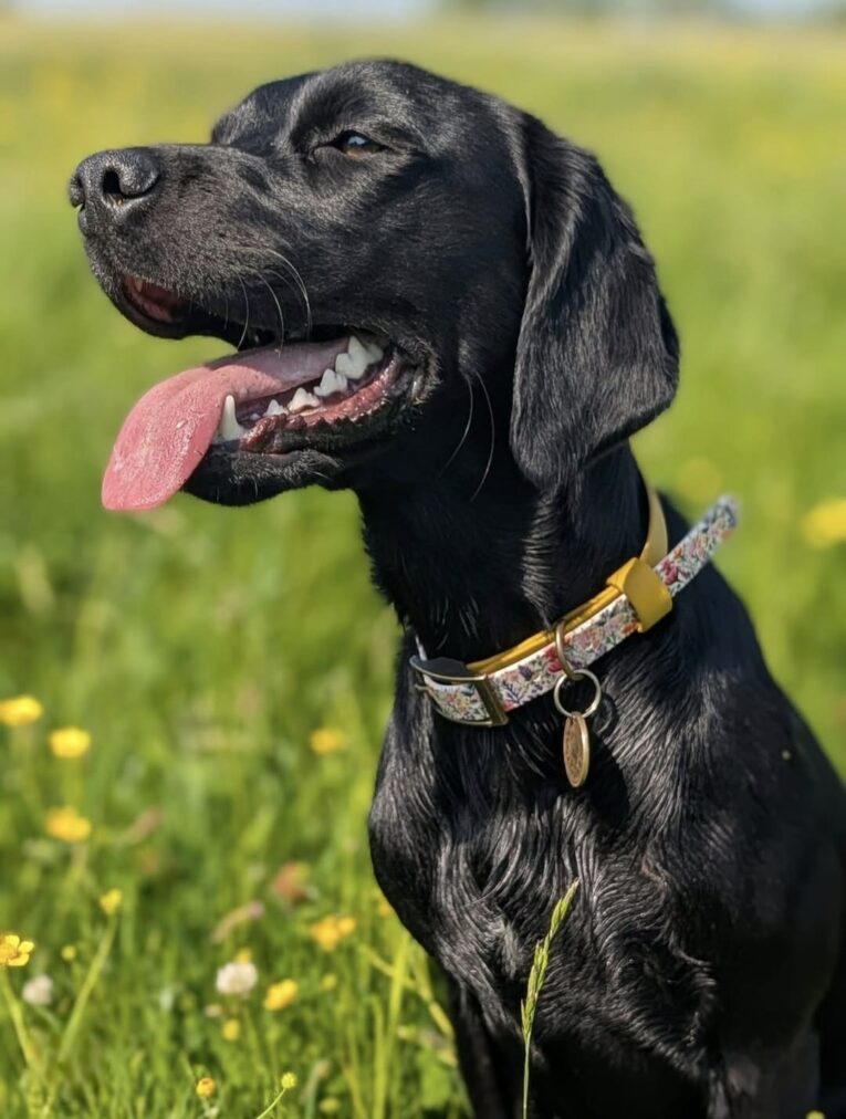 Black Labrador wearing a floral gundog collar, sitting in a sunny meadow with yellow flowers.
