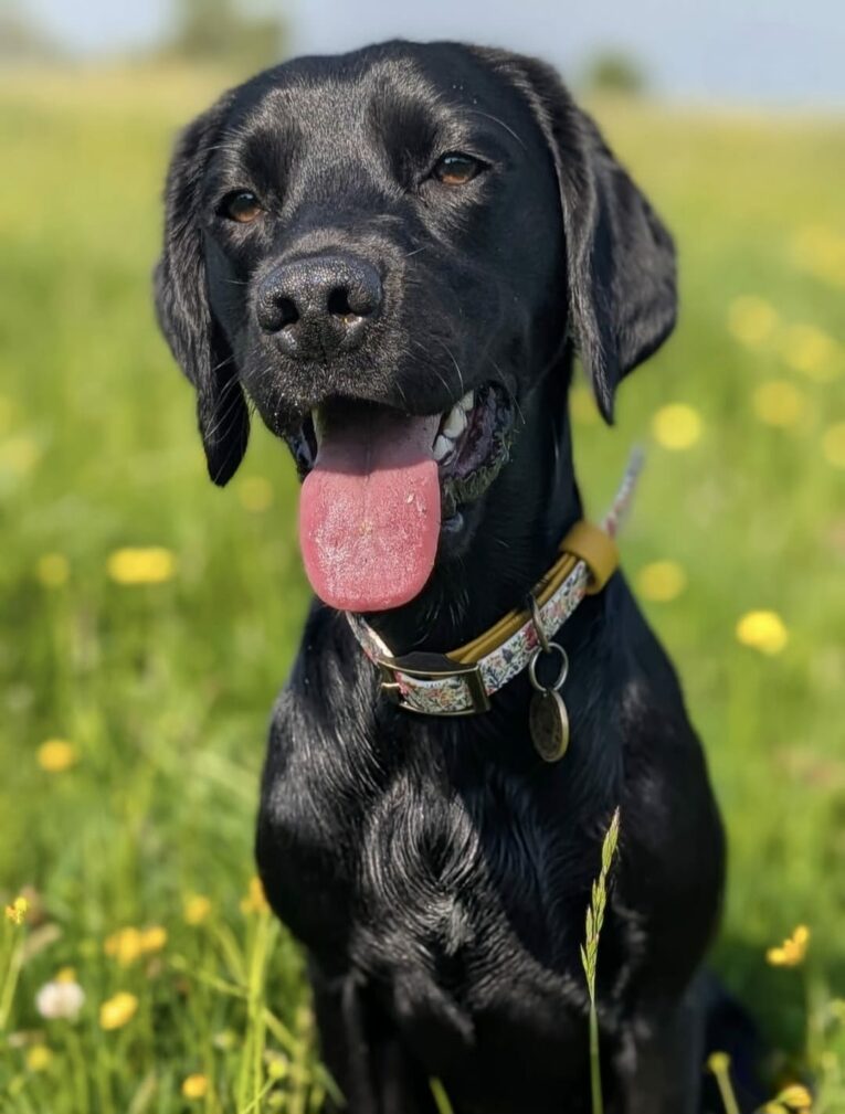 Black Labrador wearing a floral gundog collar in a sunny meadow with yellow flowers.