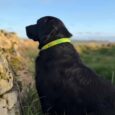 Black Labrador wearing a bright lime-green gundog collar, sitting by a stone wall overlooking countryside.