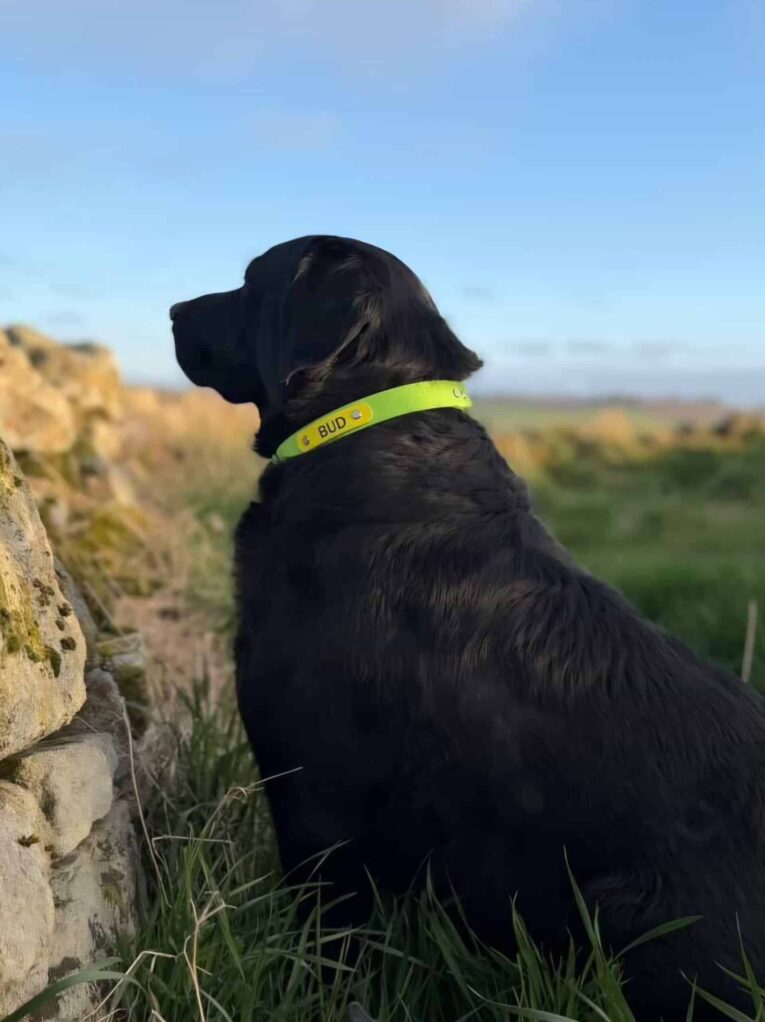 Black Labrador wearing a bright lime-green gundog collar, sitting by a stone wall overlooking countryside.
